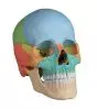 Osteopathic skull model, 22 parts didactical version R 4708 Erler Zimmer
