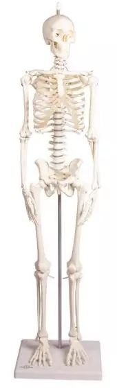 Miniature-Skeleton model Paul, with removable spine Erler Zimmer