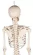 Miniature Skeleton model Patrick - Erler Zimmer