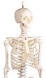 Miniature-Skeleton model Paul, with removable spine Erler Zimmer